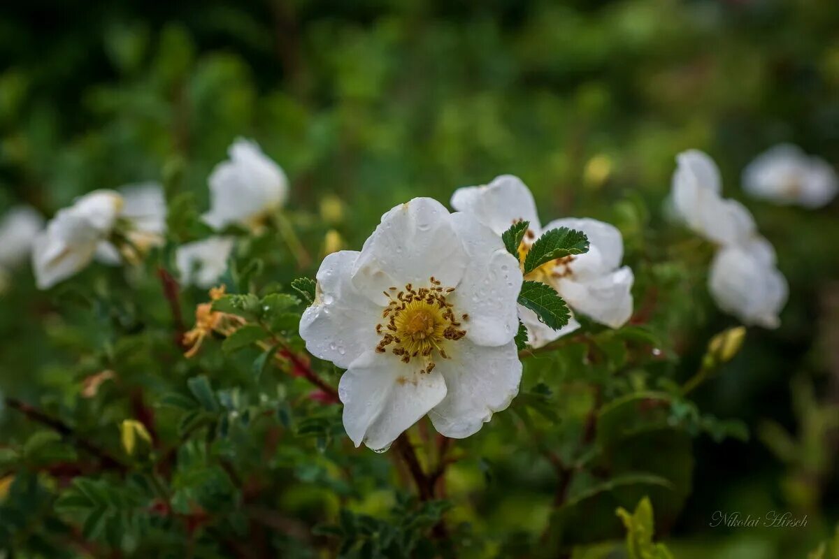 белый шиповник меню