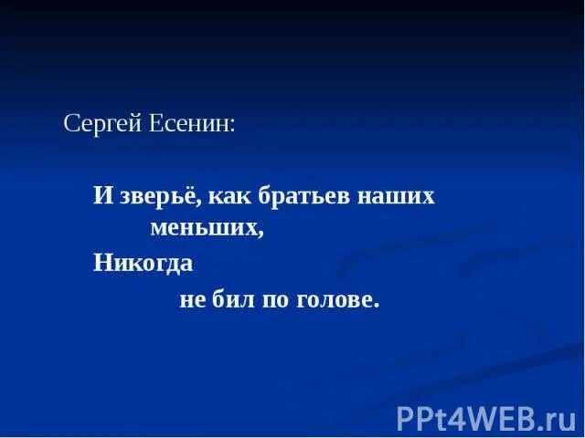 Любите братьев наших меньших. Братьев наших меньших никогда. Произведения есенина о животных. Братьев наших меньших никогда. И как братьев наших меньших никогда не бил по голове с.