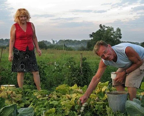 Муж уехал в деревню. Подсобное хозяйство в деревне. ЛПХ В деревне. Подсобное хозяйство на приусадебном участке. Жизнь в деревне огород хозяйство.