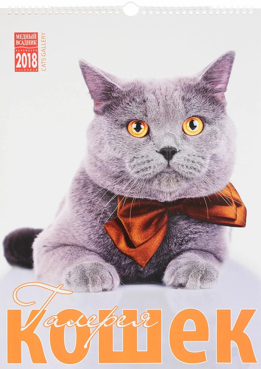 Un gato