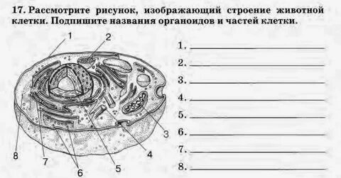 Рассмотрите рисунок напишите названия органоидов