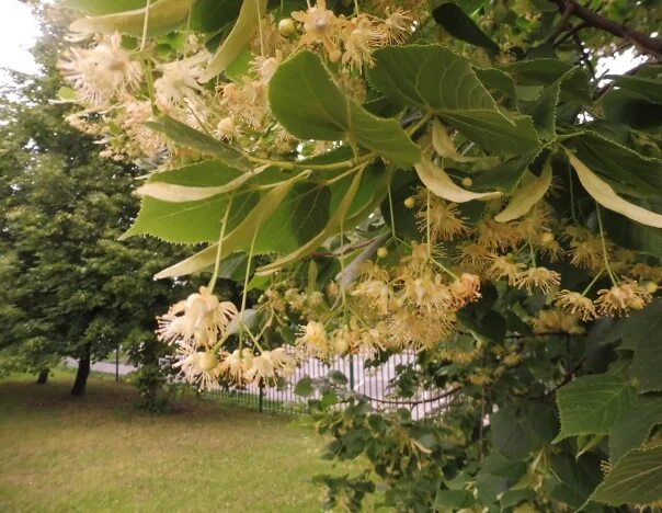 Липа древнейшая спутница города. Липа европейская цветение. Июльская липа. Липа Евпатория. Липы цветут суко.