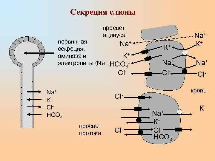 Формирование слюны. Механизм секреции слюны физиология. Схема секреции слюны. Фазы секреции слюны. Клеточный механизм секреции слюны.