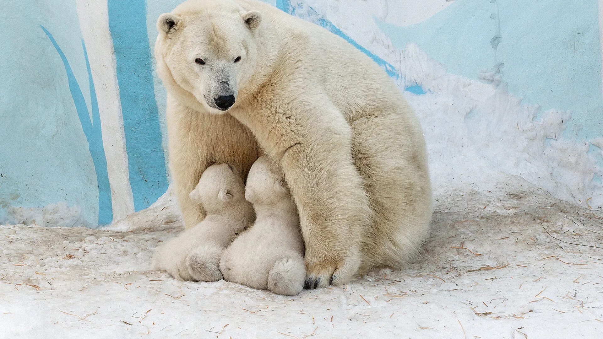 Новосибирский зоопарк белые медвежата. Зоопарк новосибирск белые медведи