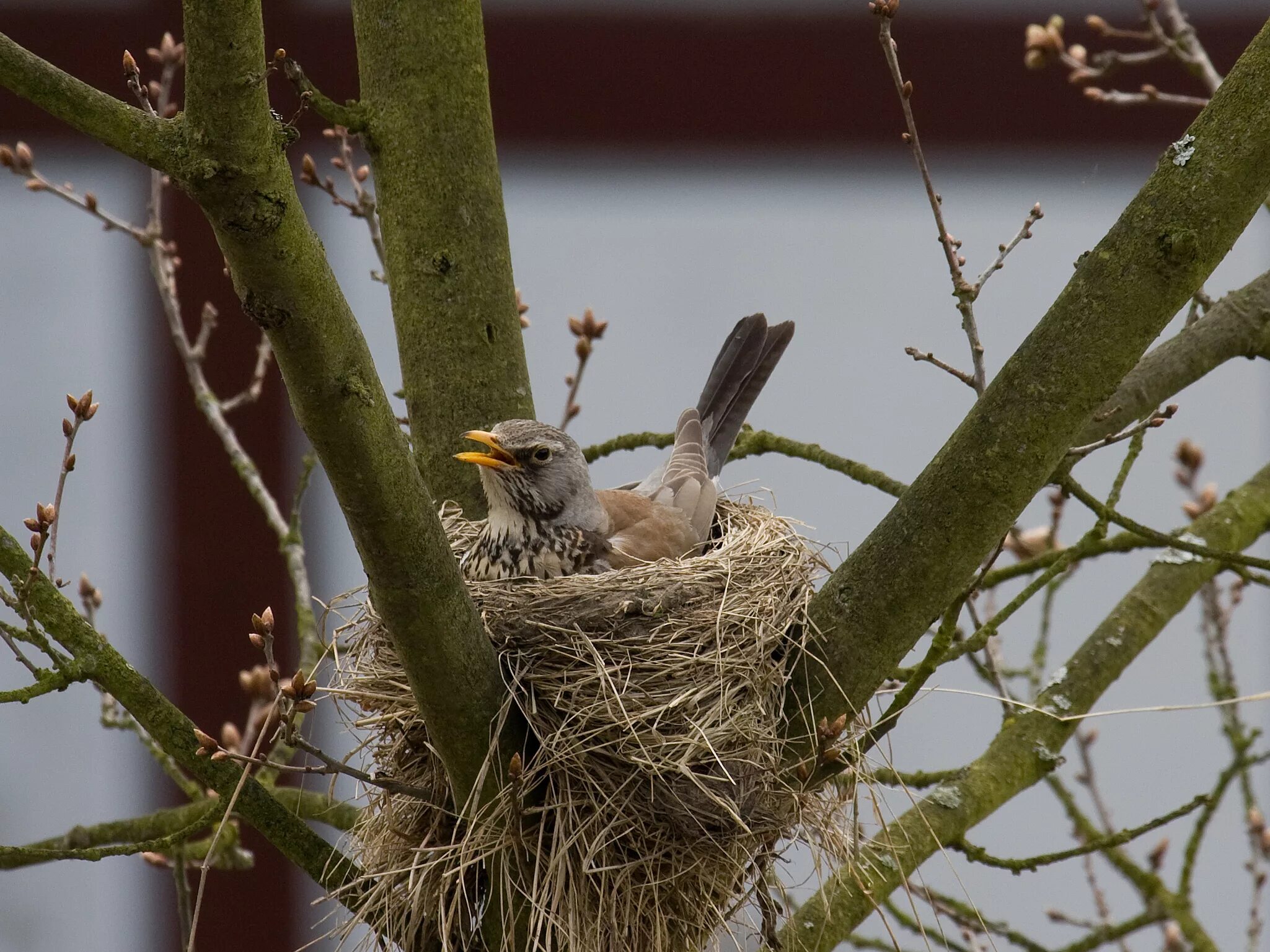 Птицы весной вьют. Гнездо вьюрка. Гнездо для птиц.. Гнездование птиц. Гнездо птицы на дереве.