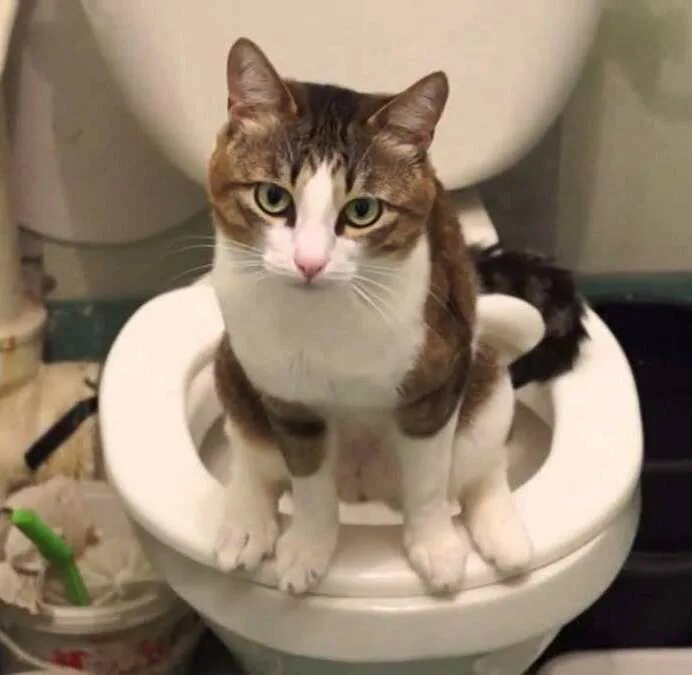 Как приучить кошку