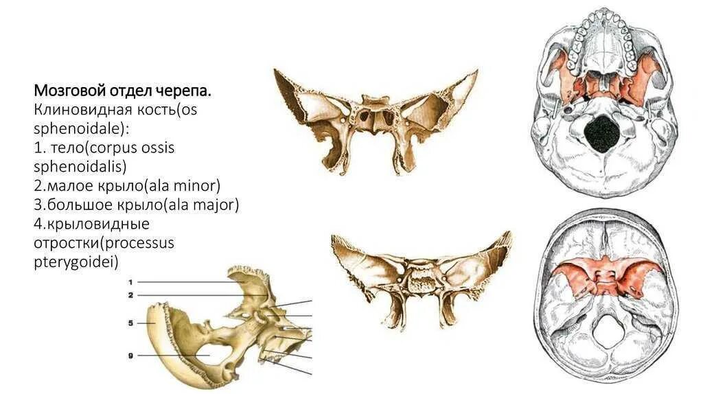 Кость бабочка. Крыловидный отросток клиновидной Кост. Большое крыло клиновидной кости на черепе. Большие и малые Крылья клиновидной кости на черепе. Клиновидный отросток клиновидной кости на черепе.