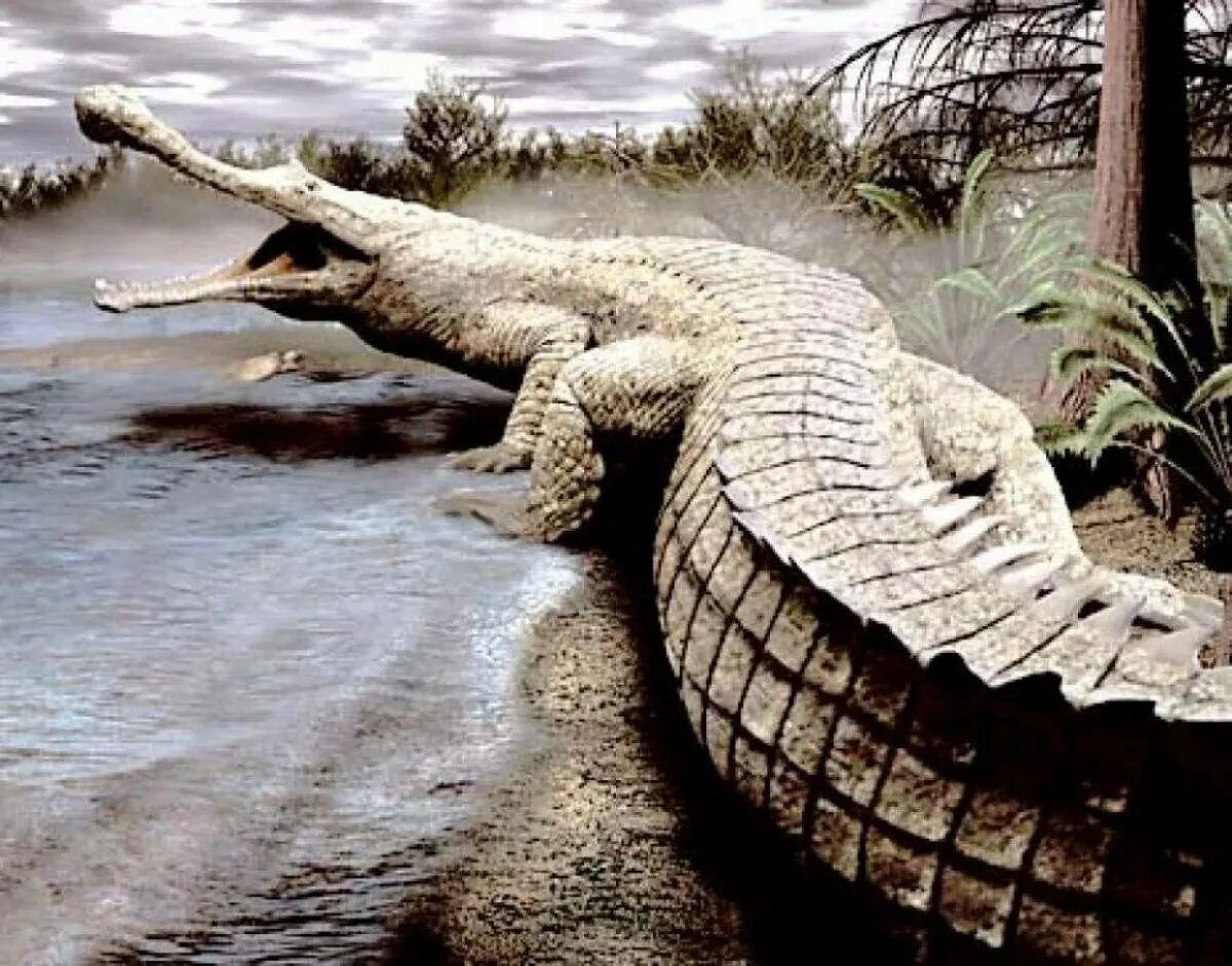 Саркозух. Доисторический крокодил саркозух. императорский крокодил саркозух. древние крокодилы саркозух. императорский крокодил саркозух планета динозавров.