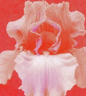 I pass her coat but she grabs my arm and drags me closer. 