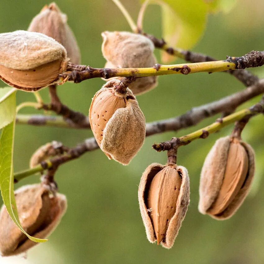 Как выглядит миндальное дерево. Миндаль обыкновенный (amygdalus communis). миндаль обыкновенный (prunus dulcis). prunus amygdalus dulcis. миндаль горький дерево.