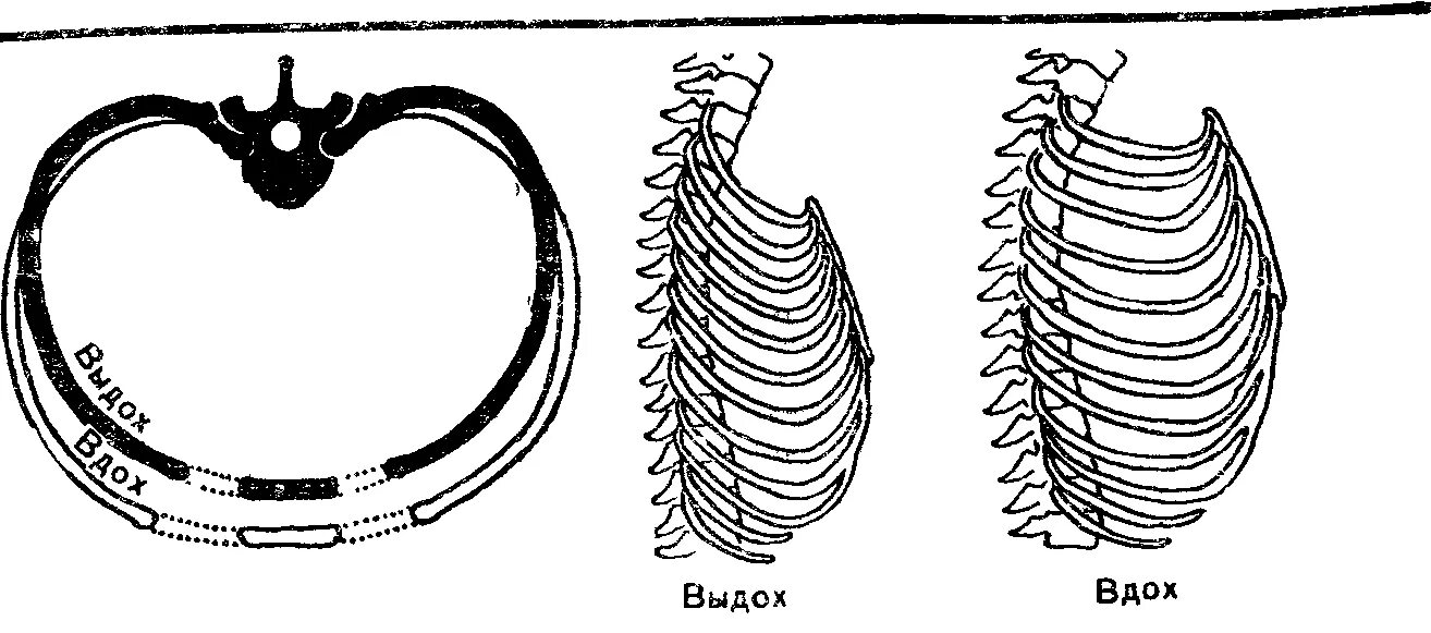 Грудная клетка при вдохе приподнимается. Грудная клетка на вдохе и выдохе. Изменения формы грудной клетки при вдохе и выдохе. Движение грудной клетки. Грудная клетка при вдохе.