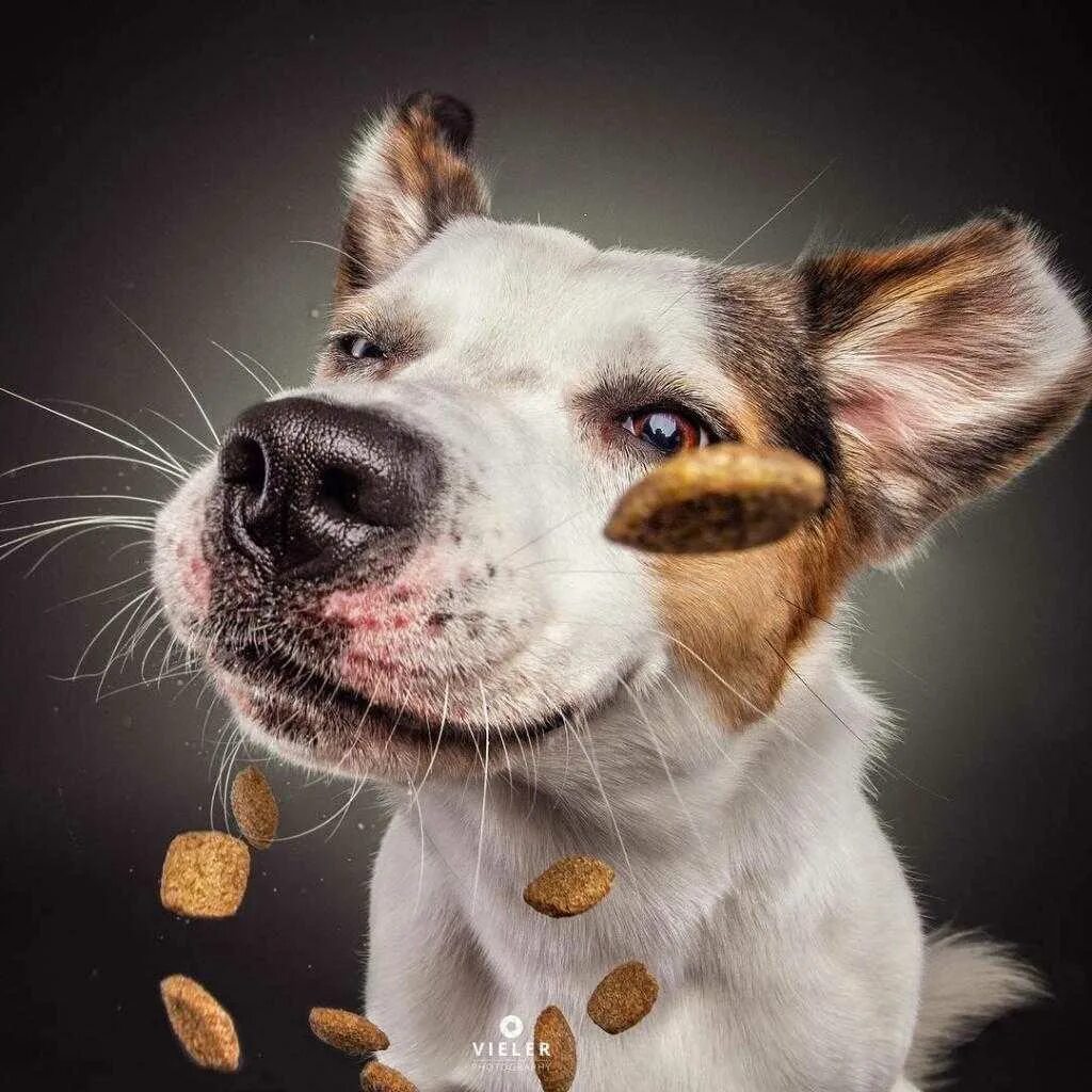 Смешное собачье