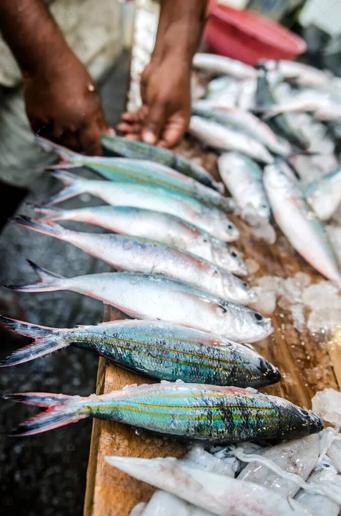Тунец Шри Ланка. Тунец рынок Шри Ланка. Coral Fish Шри Ланка. Рыбы Шри Ланки.
