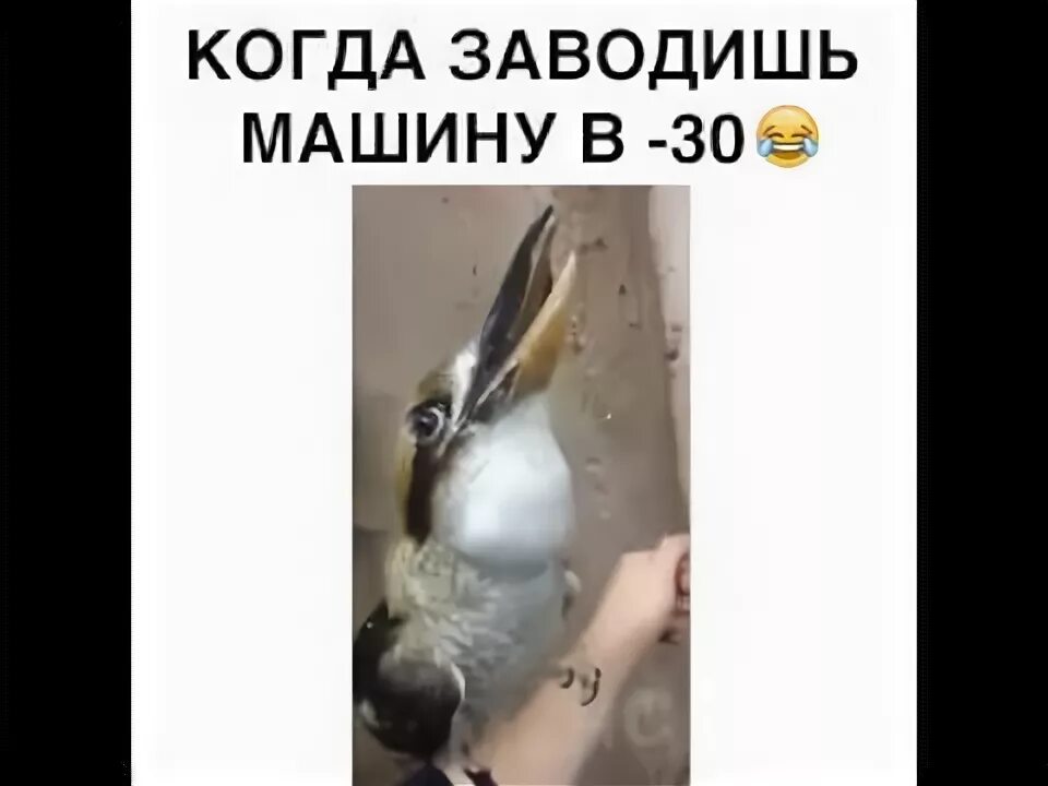 Экзотические домашние животные. Дико заводишь. Прикольные шестерки. Экзотические домашние животные. Кот манул загрыз троих грабителей.
