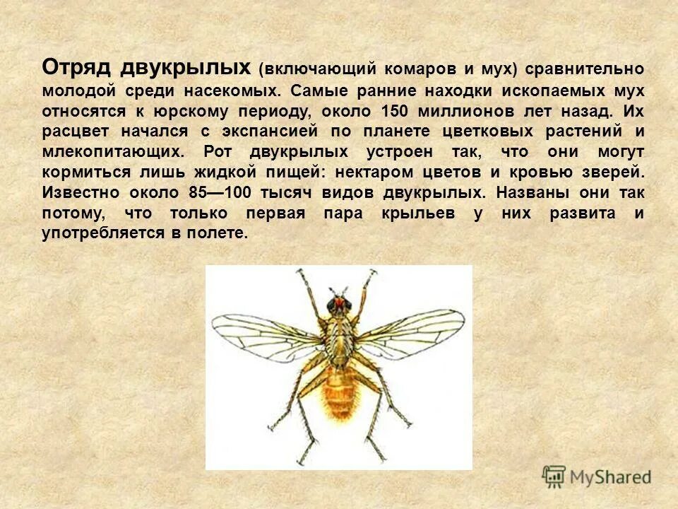 Двукрылые насекомые биология 7 класс. К какому отряду насекомых относится муха. К какому отряду насекомых относится муха. К какому отряду насекомых относится муха. Муха какой отряд насекомых.