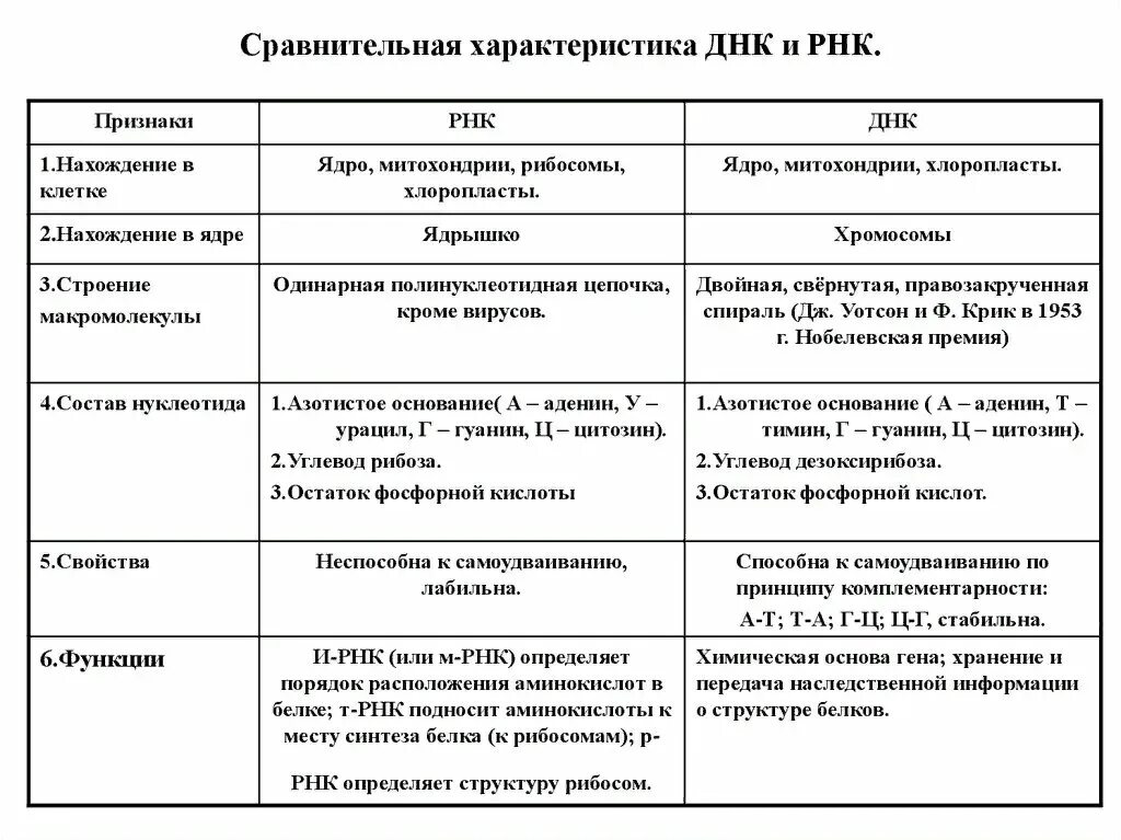 Биологические свойства рнк. Строение и функции ДНК И РНК таблица. Сравнительная таблица ДНК И РНК 10 класс. Сравнительная характеристика нуклеиновых кислот ДНК И РНК. Строение ДНК И РНК таблица.