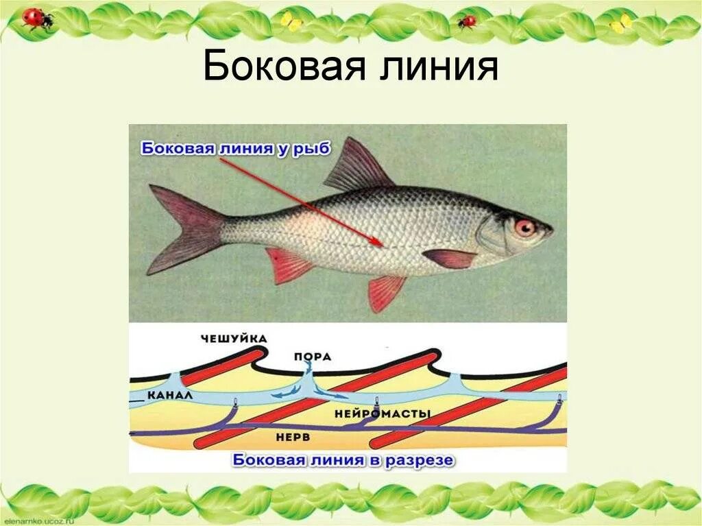 Особый орган чувств боковая линия. Биология боковая линия рыбы. Что такое боковая линия у рыб 7 класс биология. Боковая линия. Органы боковой линии у рыб.