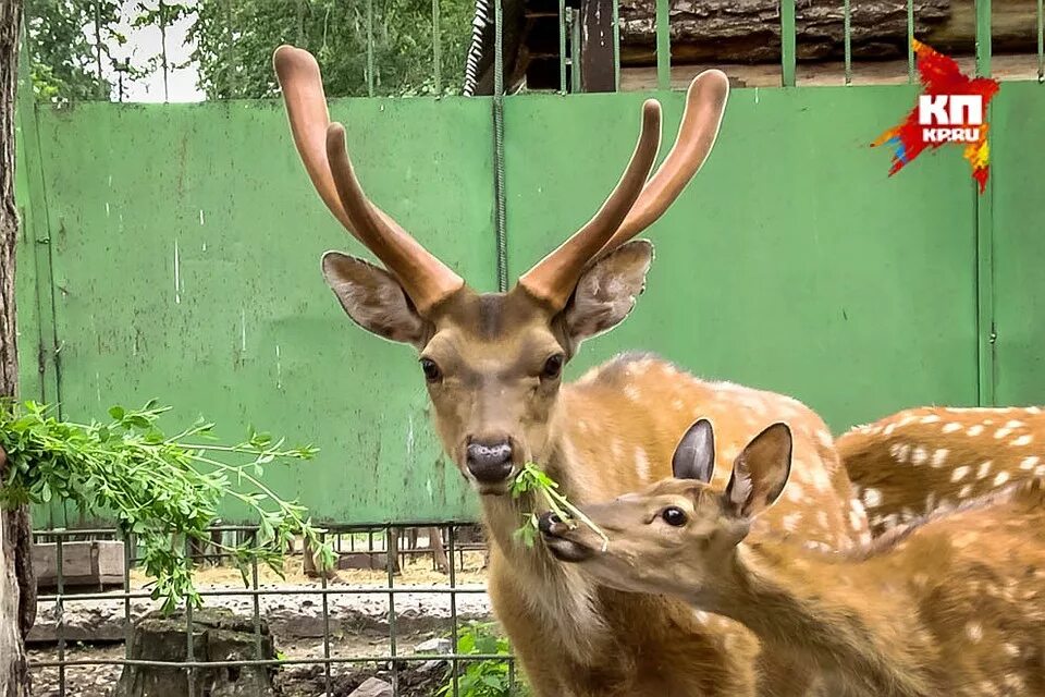 Омский Большереченский зоопарк. Зоопарк в Большеречье Омской. Государственного Большереченского зоопарка имени в.д. Соломатина. Большеречье Омск Большереченский зоопарк маралы. Большереченский зоопарк омск