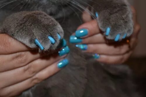 Коготками окончание. Кошка на ногтях. Коготками окончание. Млрфемный рпщютр слова. Коготками окончание.