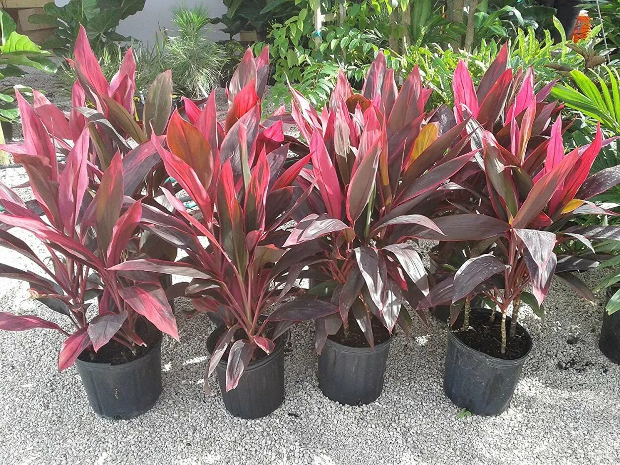 Кордилина кустарниковая cordyline fruticosa. Кордилина верхушечная (cordyline terminalis). Кордилина кустарниковая. Кордилина кустарниковая. Кордилина фрутикоза танго.