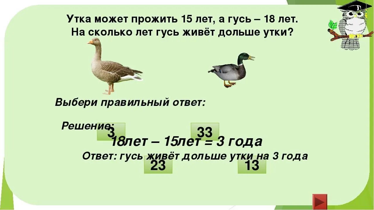 Сколько лет живет утка. Сколько лет живут утки домашние. Продолжительность жизни гуся. Сколько лет живут гуси. Сколько лет утке