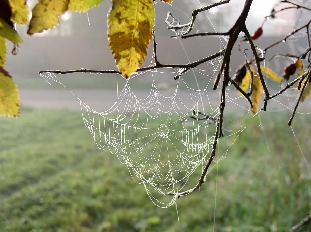 паутина осенью. летящая паутинка. осень паутина.