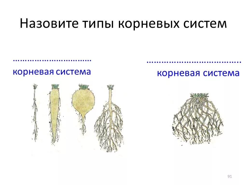 Что относится к корневым. Стержневая корневая система 6 класс. Стержневые и мочковатые корневые системы биология 6 класс. Типы корневых систем. Корневая система стержневого типа.