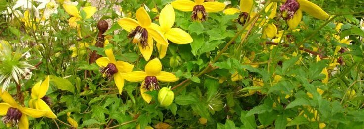 Clématite tangutica 'Golden tiara ®' Kugotia - Clematis tangutica - Le Jardin du