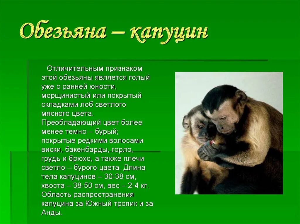 Энциклопедия статья об обезьянах 3 класс. Капуцин это примат. Информация про обезьян. Сообщение о обезьяне. Шимпанзе доклад.