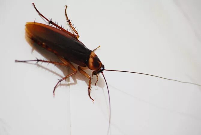 Черный жук похожий на таракана. Насекомое похожее на таракана. Жуки похожие на тараканов. Летающий Жук похожий на таракана. Летающие насекомые похожие на тараканов.