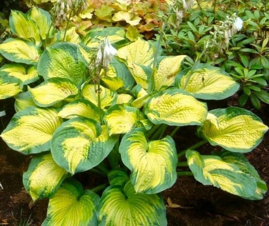 Хоста колор Глори. Хоста Color Glory (колор Глори). Hosta Color Glory (Хоста). Хоста гибридная "Color Glory". Полс глори