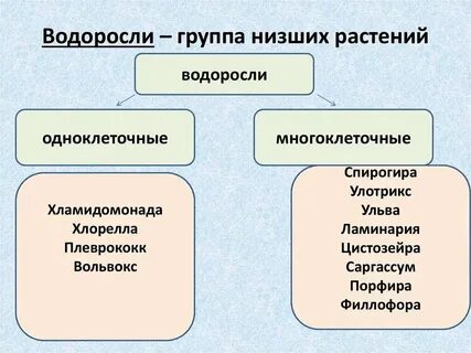 Из какой группы водорослей добывают студенистое вещество
