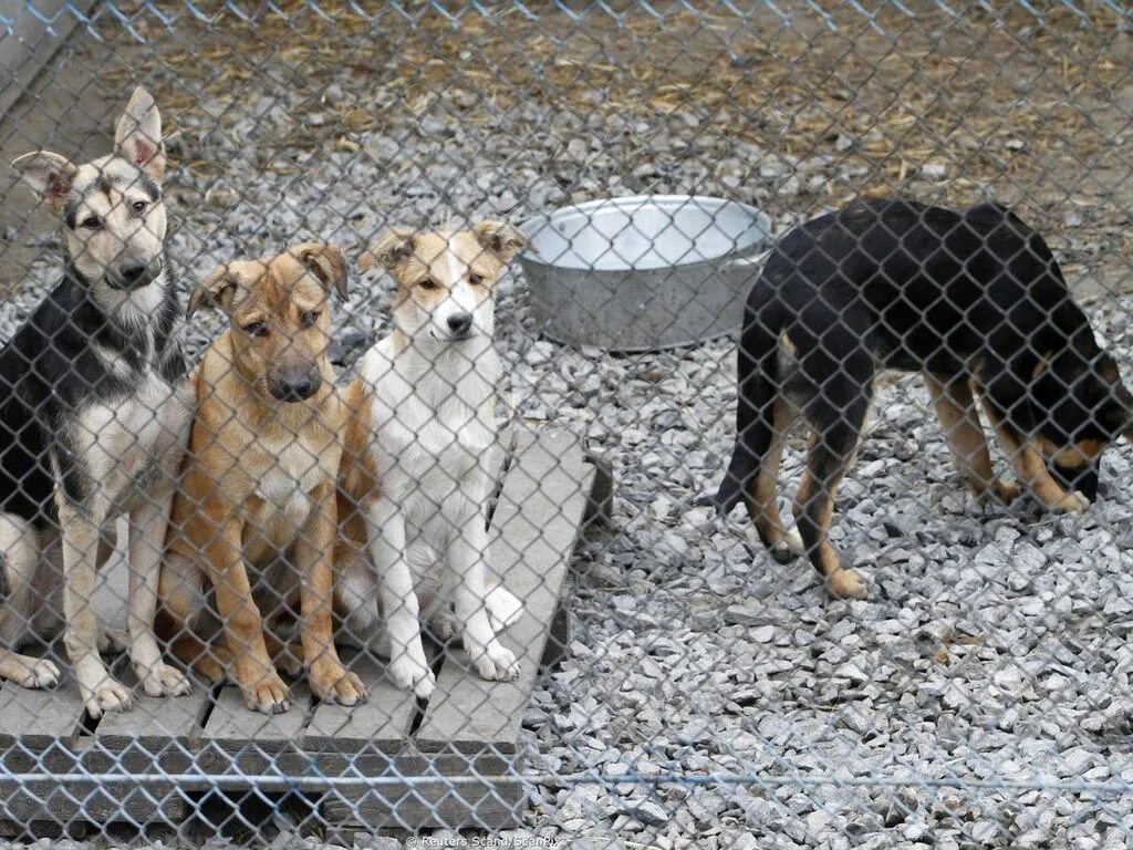 Приют для собак в брянске. Приют для приют в москве приют москве. Коткурорт приют в сестрорецке. Приют для бездомных собак в брянске. Питомник собак.
