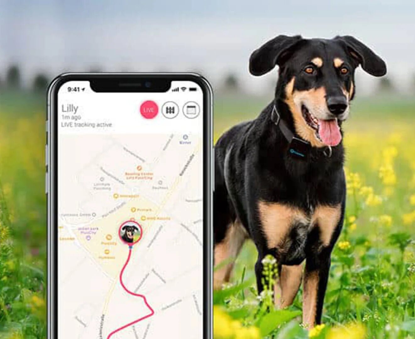 GPS трекер tk Star 909. GPS трекер для животных. GPS для собак. Жпс трекер для собак. Pet phone