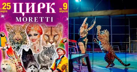 Цирк моретти