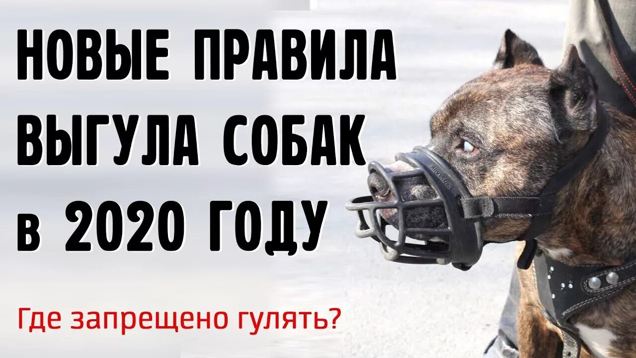 Выгул собак в наморднике табличка. Закон о собаках в намордниках 2024. Выгул собак в наморднике. Закон о собаках. Служебная собака в наморднике.