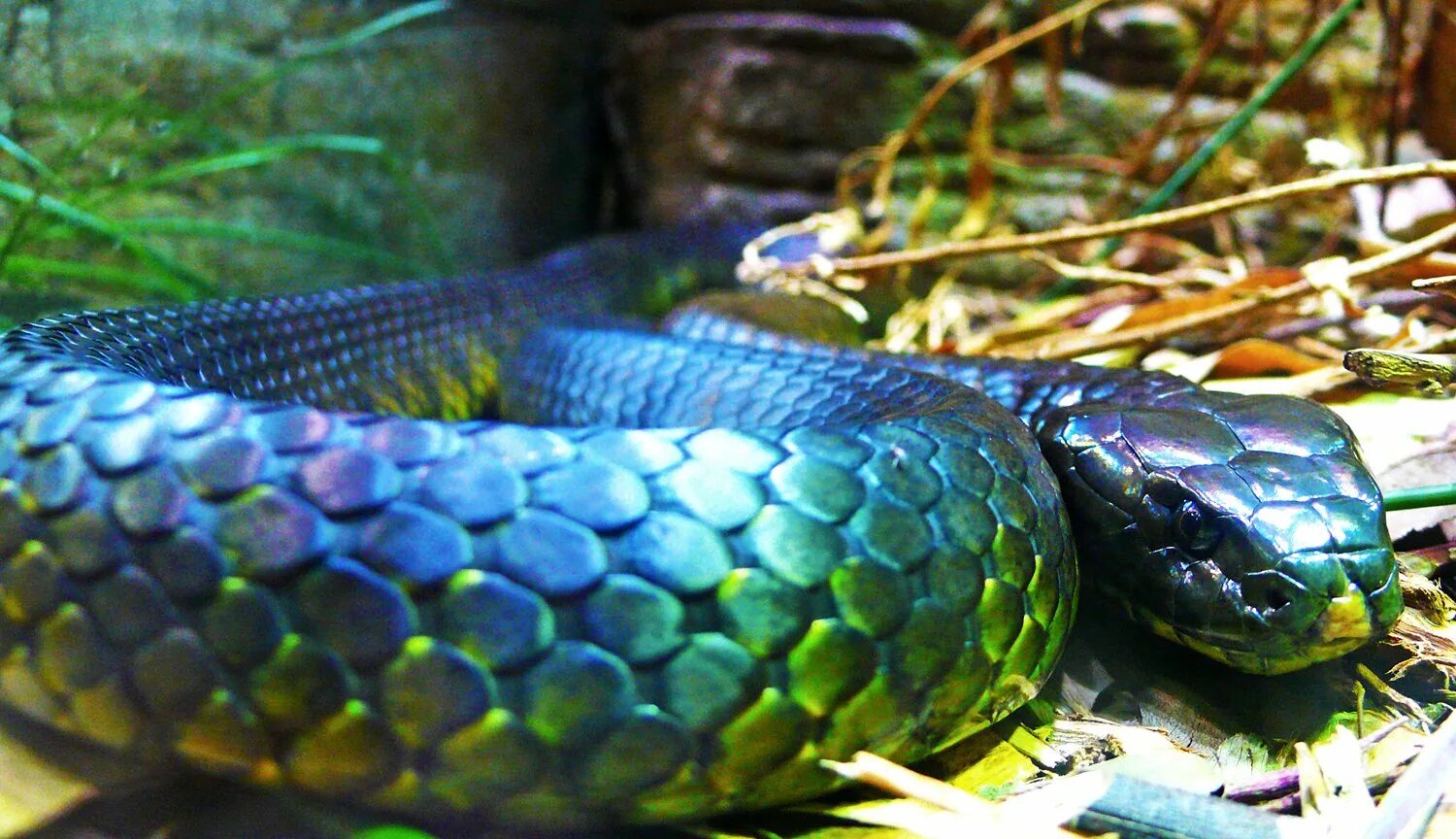 Покажи где змея. Змея Тайпан голубая. Змея Тайпан синяя. Голубая куфия гадюка. Змея тигровая Кобра.