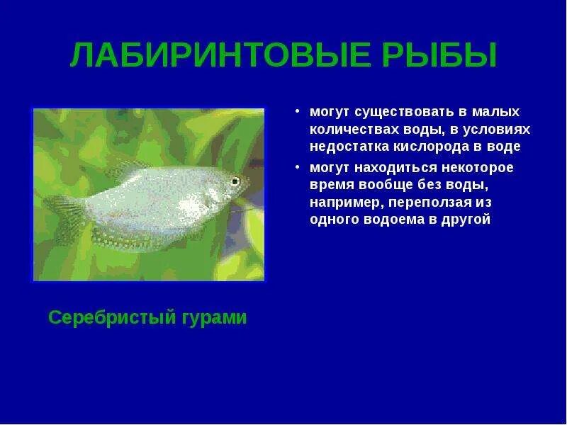 Рыбы не живут без воды. Приспособления рыб к недостатку кислорода. Адаптации рыб к воде. Рыбы без кислорода. Адаптации рыб к недостатку кислорода.