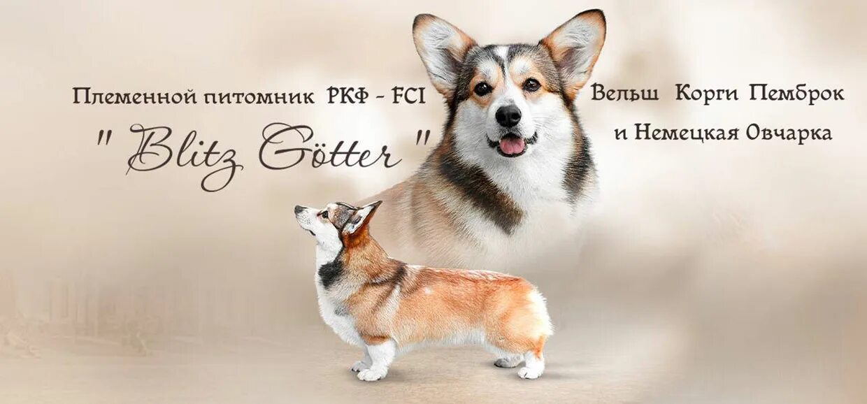 Ркф родословные вельш корги пемброк. Корги обложка на планшет. Собака бело рыжая с длинным хвостом. Вельш корги ркф. Родословные собак вельш корги пемброк ркф.