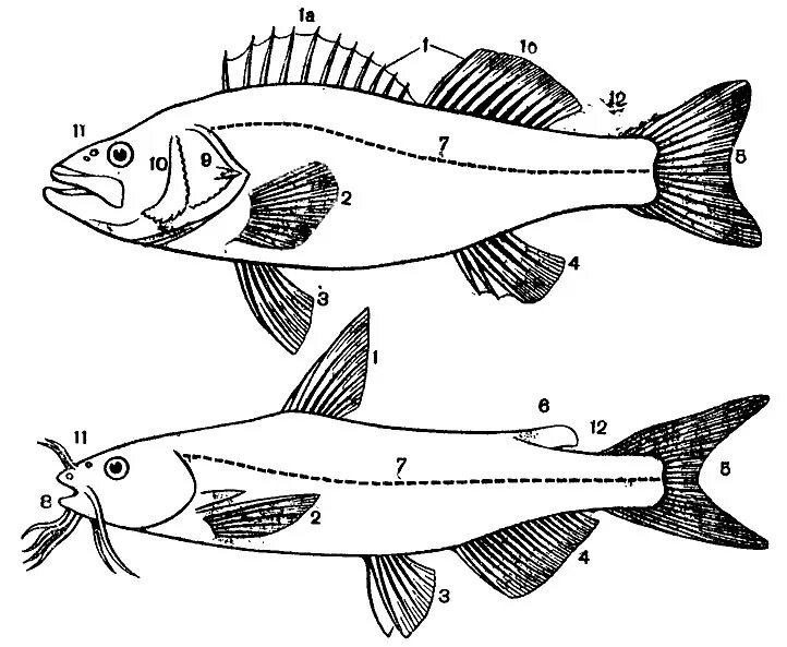 Схема промера карповых рыб. Формы плавников рыб. Рыба с двумя спинными плавниками.