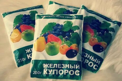 Брызгать осенью железным купоросом