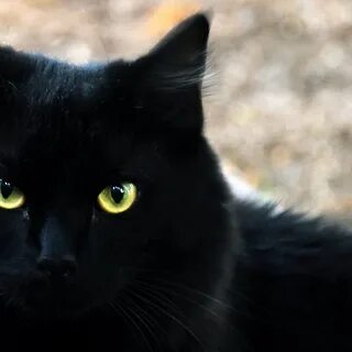 Gato negro