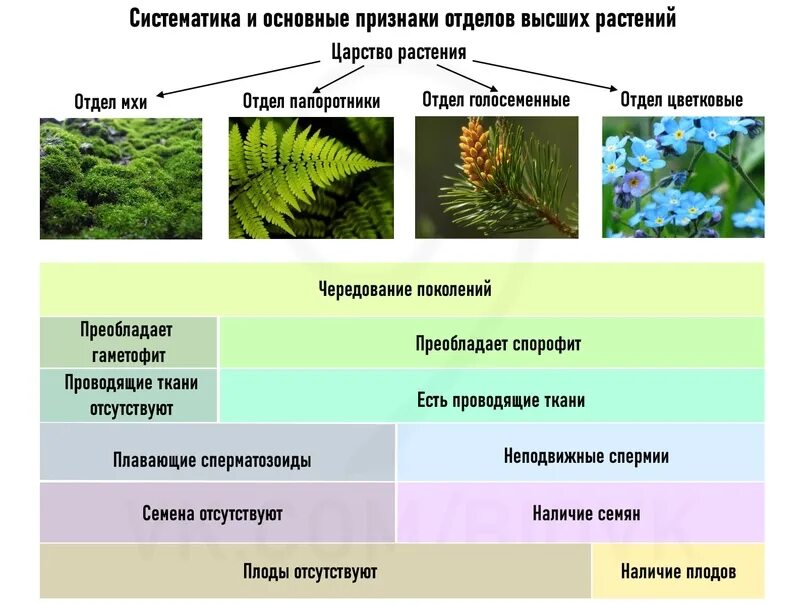 Какие существуют отделы растений. Отделы растений. Отделы высших растений. Основные отделы растений. Отделы растений таблица.