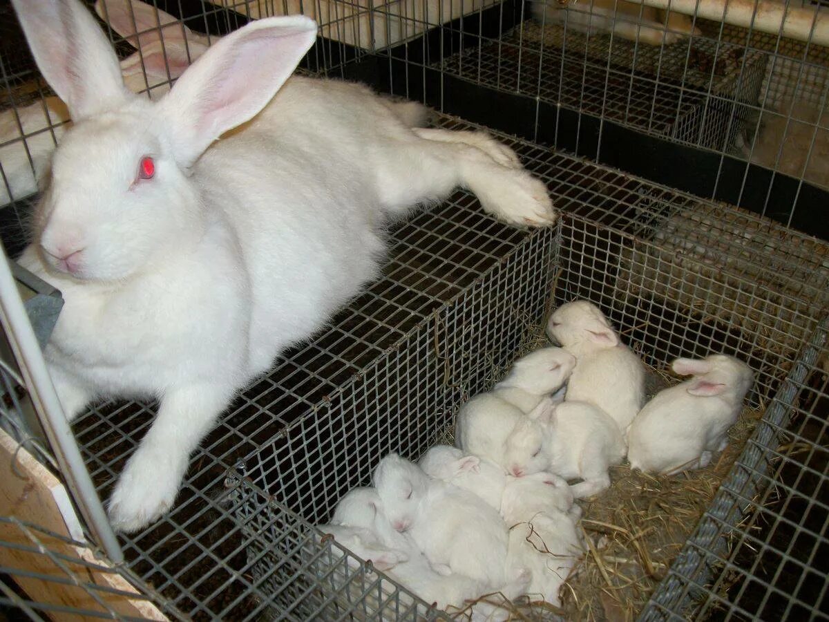 Клетка для окрола крольчихи. Клетки для кроликов для окрола. Почему крольчиха съедает крольчиха