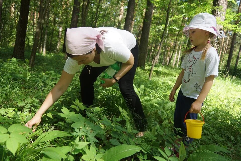 Плотно собирать. Собирать ягоды. Дети в лесу собирают. Сбор ягод. Дети собирают ягоды в лесу.