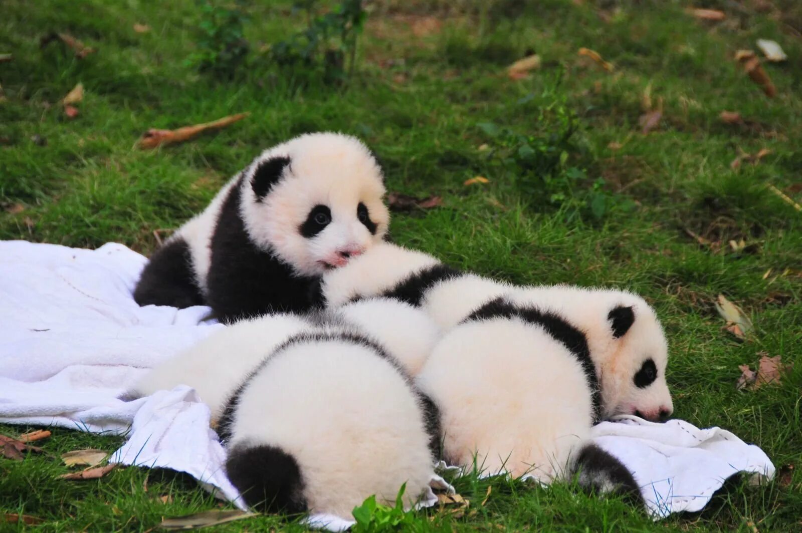 Животные Панда. Чэнду панды. Няшные панды. Панда с детёнышем. Картинка милой панды
