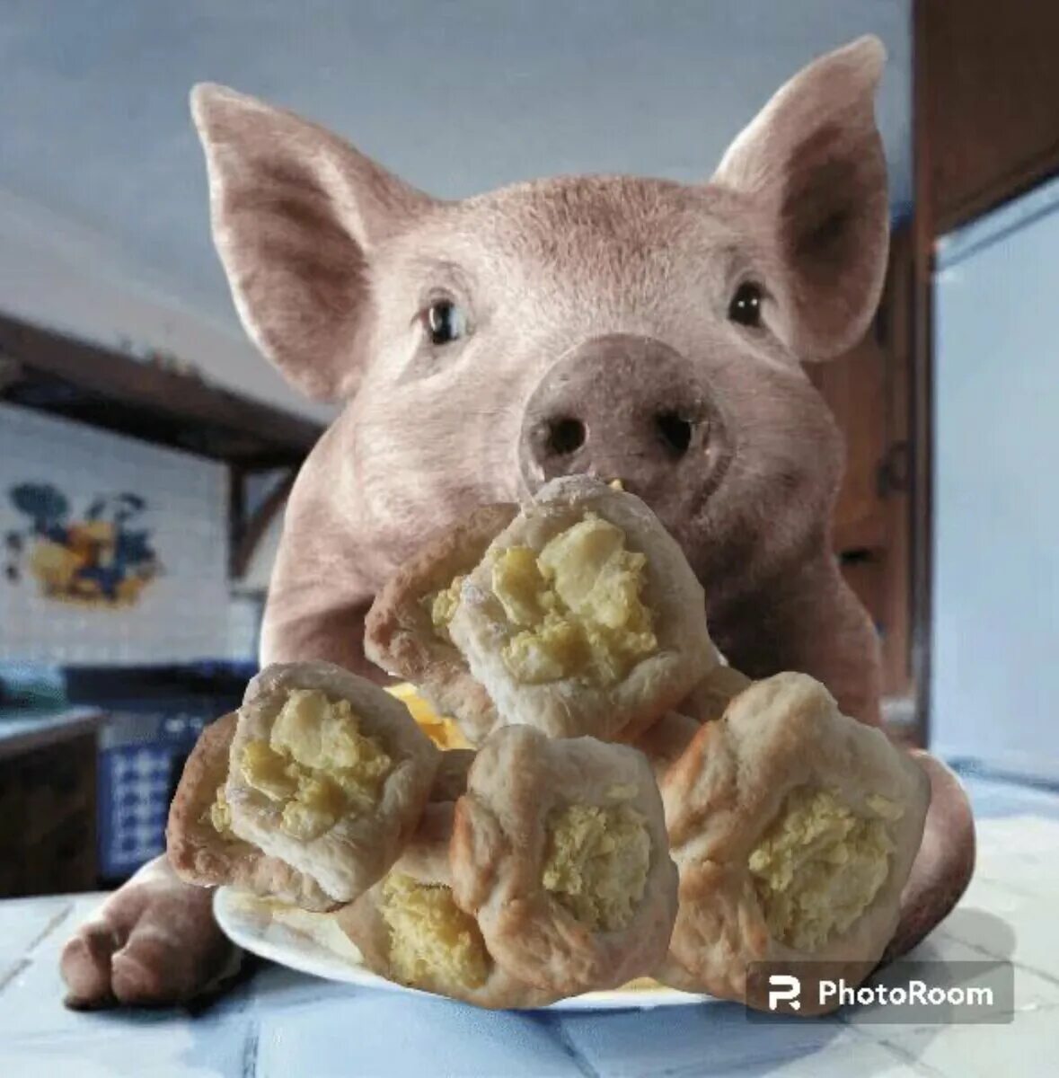 Мини пиг. Морская свинка и минипиг. Домашняя свинья. Поросенок. Свинья.