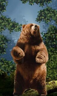 Live bear