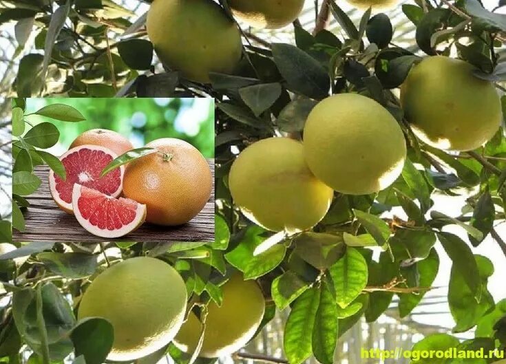 Хозяйка грейпфрутового сада. Грейпфрут абхазский. Грейпфрут куст. Grapefruit дерево. Помело фрукт дерево.