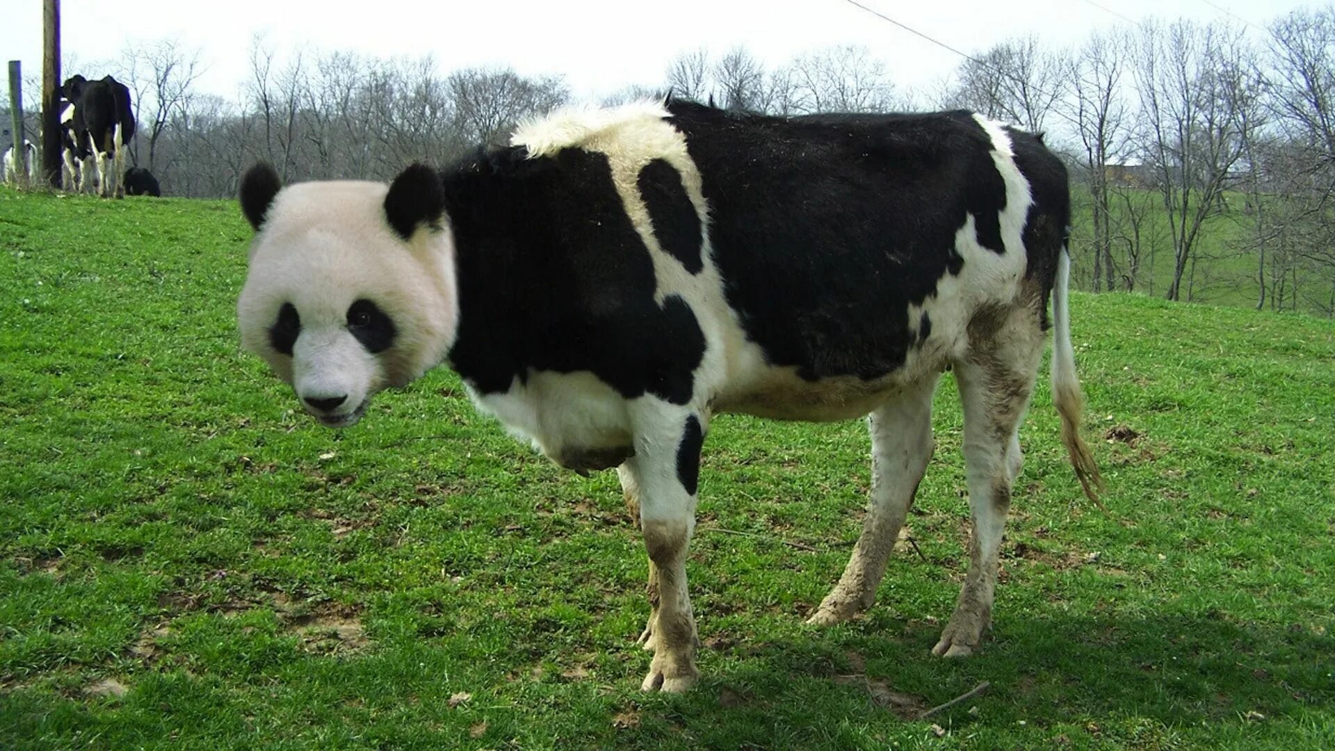 Коровы необычного окраса. Panda Cow.